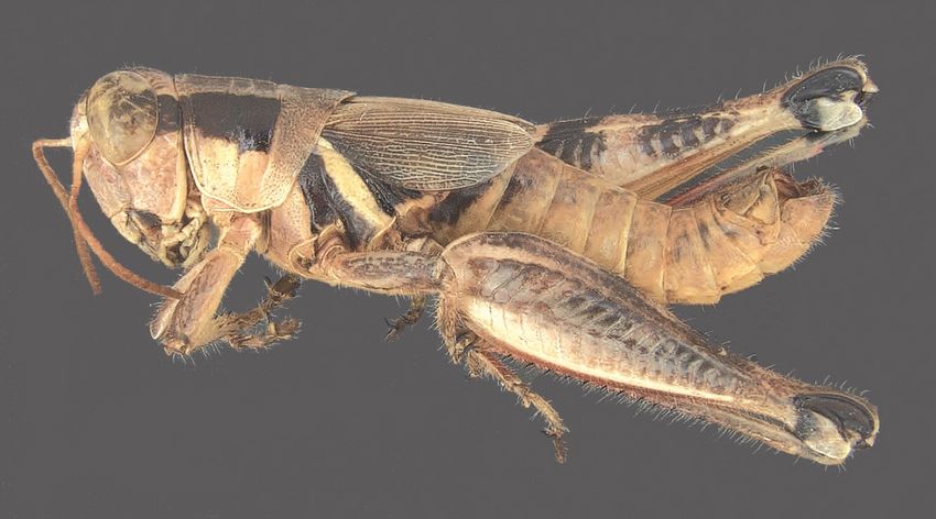 La fórmula de Komanche: Cómo las transmisiones de casinos impulsaron el éxito de Squid Craft